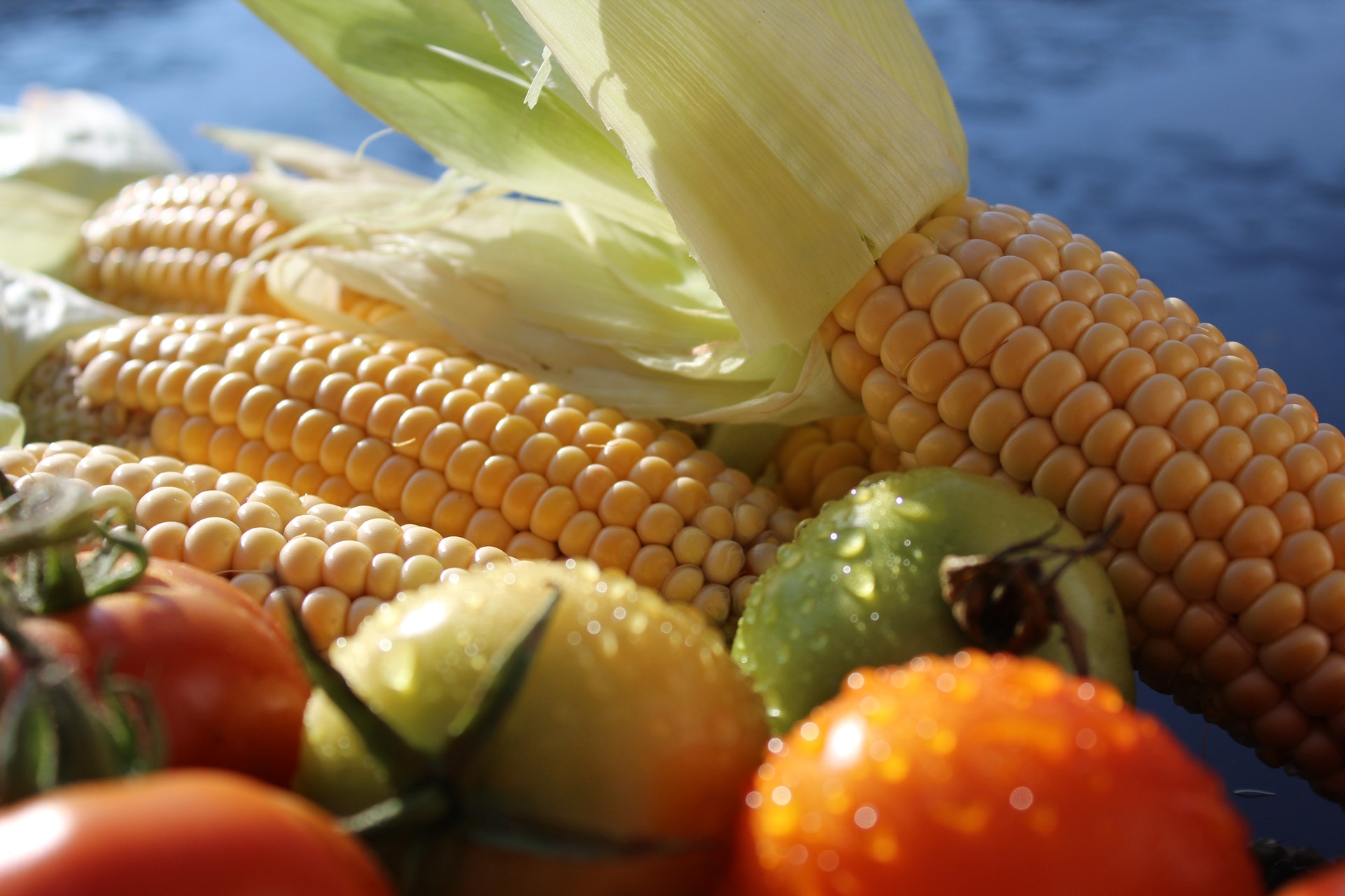 Growing Corn in Alaska is not for the faint of heart.